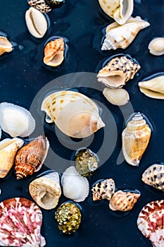 Sea shell background, summertime destination and beach holiday travel card