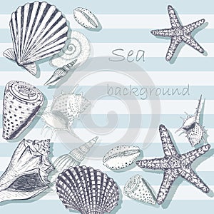 Sea shell background 5