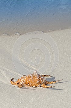 Sea Shell on Beach