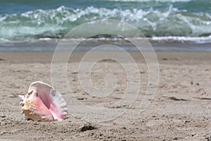 Sea shell on beach