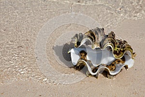 Sea shell on the beach