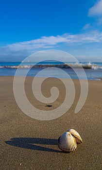 Sea shell on the beach