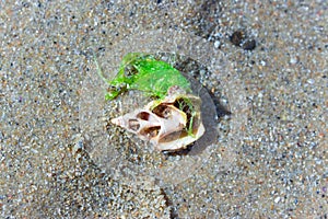 Sea shell on the beach, Madagascar