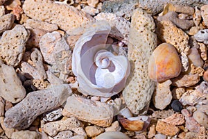 Sea shell on the beach, Madagascar