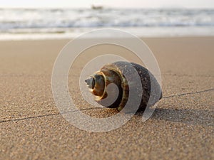 Sea, shell, beach