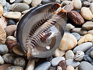 Sea shell, big cowrie, laid on a layer of colorful pebbles and small shells on the beach, view of the aperture side ventral face