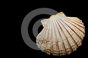 Sea shell on a black background
