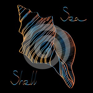 Sea shell black background
