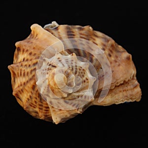 Sea shell on the black backing