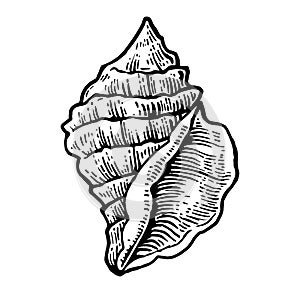 Sea shell. Black engraving vintage illustration. on white background.