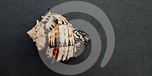 Sea shell with black textured background wallpaper,