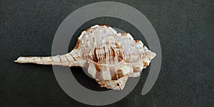 Sea shell with black textured background wallpaper,