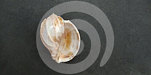Sea shell with black textured background wallpaper,