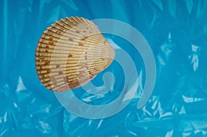 Sea shell with a blue background