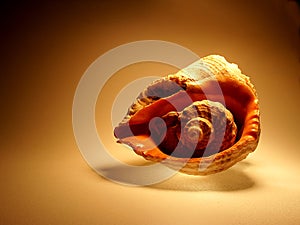 Sea shell on Brown Background