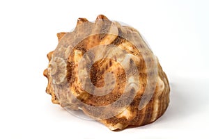 A close-up of a sea shell on a white background.