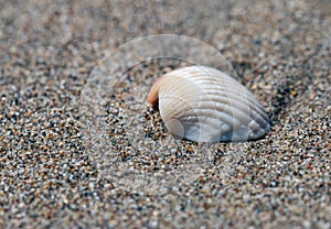 Sea shell on a brown sandy beach.