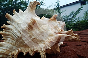 Sea Shell close up on the brick. background, wallpaper.