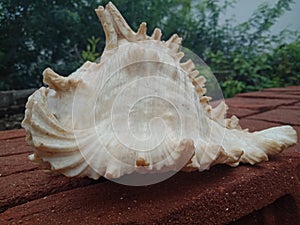 Sea shell close up on the brick with nature background wallpaper,