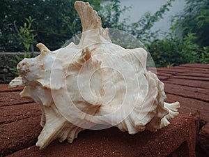 Sea shell close up on the brick with nature background wallpaper,