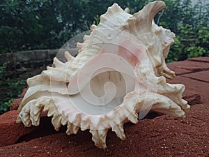 Sea shell close up on the brick with nature background wallpaper,