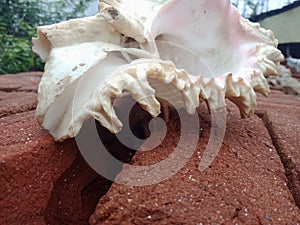 Sea shell close up on the brick with nature background wallpaper,