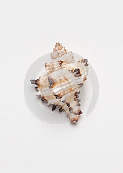 Sea shell close-up, isolate on white background