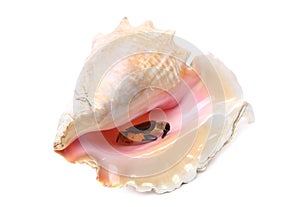 Sea shell. Close up.