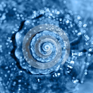 Sea shell close up. Top view, deep focus. Spiral and curly shell texture. Banner with color of the year 2020 - classic blue