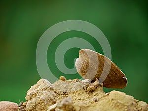 Sea shell closeup view isolated at green blur background, wildlife concept image