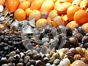 Sea shell collected from Bay of Bengal and being sold at nearest market