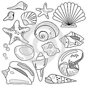 Sea Shell Collection