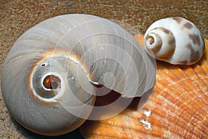 Sea Shell Collection Close Up with snail shell