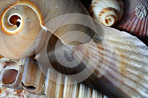Sea Shell Collection Close Up with snail shell