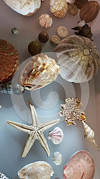 Sea shell collection with a large variety of shells, Sydney, NSFW, Australia