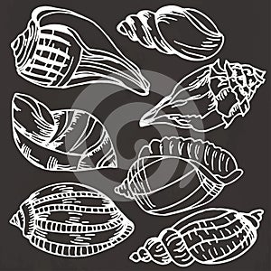 Sea shell collection. Vector set of hand drawn icons on a black background