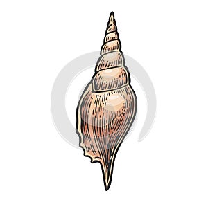 Sea shell. Color engraving vintage illustration. Isolated on white background