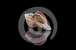 Sea shell conch isolated on black background .