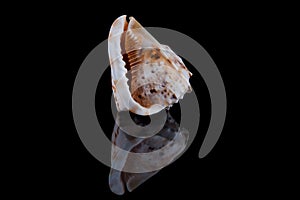 Sea shell conch isolated on black background .