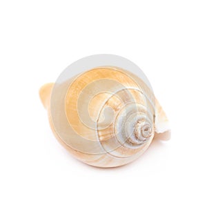 Sea shell