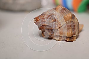 Sea shell decorative object on a shelf