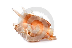 Sea shell Drupa rubusidaeus