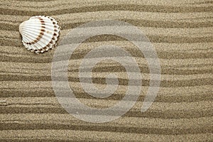 Sea shell on dry sand with waves