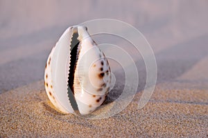 Sea shell in the form of female genitalia, vagina photo
