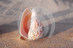 Sea shell in the form of female genitalia, vagina photo