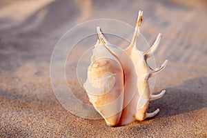 Sea shell in the form of female genitalia, vagina photo