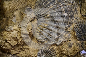 sea shell fosil texture photo