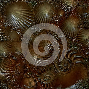 Sea shell fossils 3d background