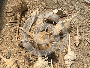 sea shell fragments on the sand Marine ecosystems and marine life