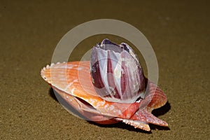 sea shell with gooseneck barnacle